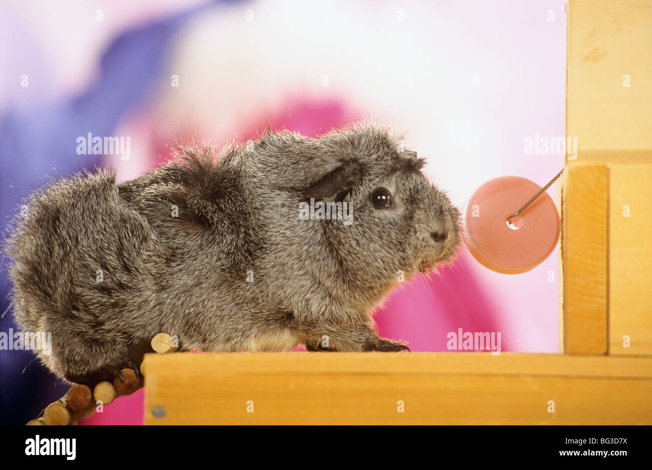 guinea pig at salt stone Stock Photo Alamy
