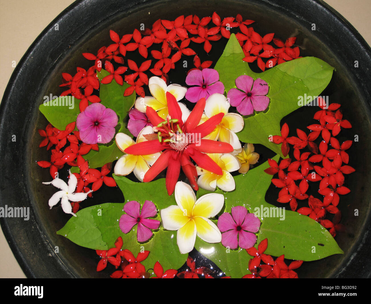 Typical flower in Bali, Indonesia Stock Photo - Alamy