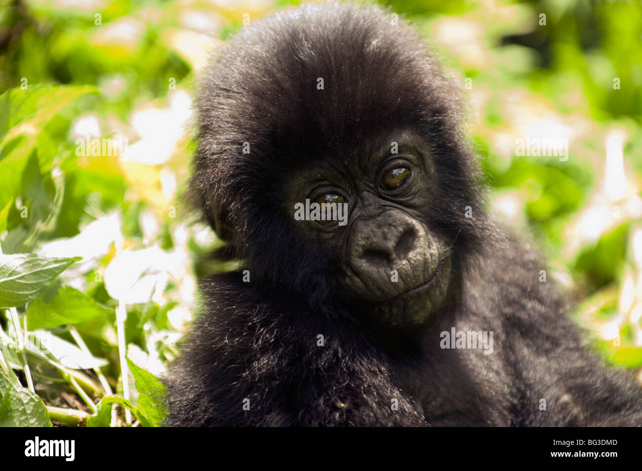 https://c8.alamy.com/comp/BG3DMD/baby-gorilla-portrait-BG3DMD.jpg