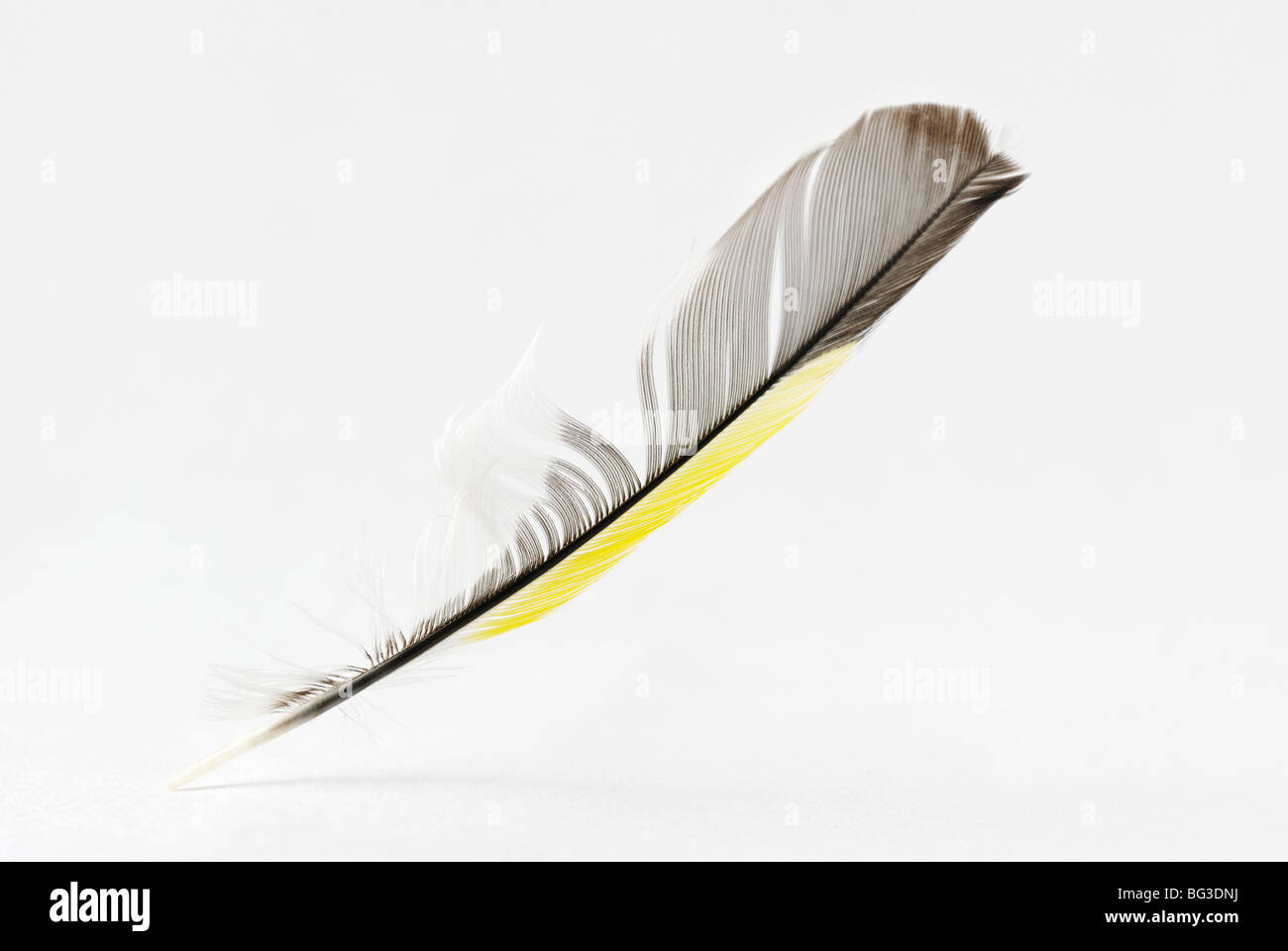 The bird's feather of yellow, black, grey, white colors is isolated St...