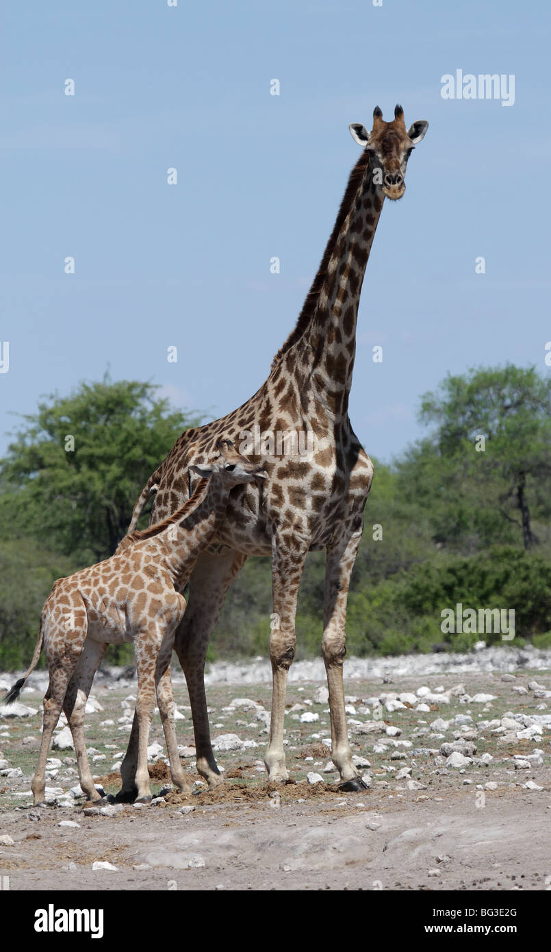 Giraffe mother and infant Stock Photo