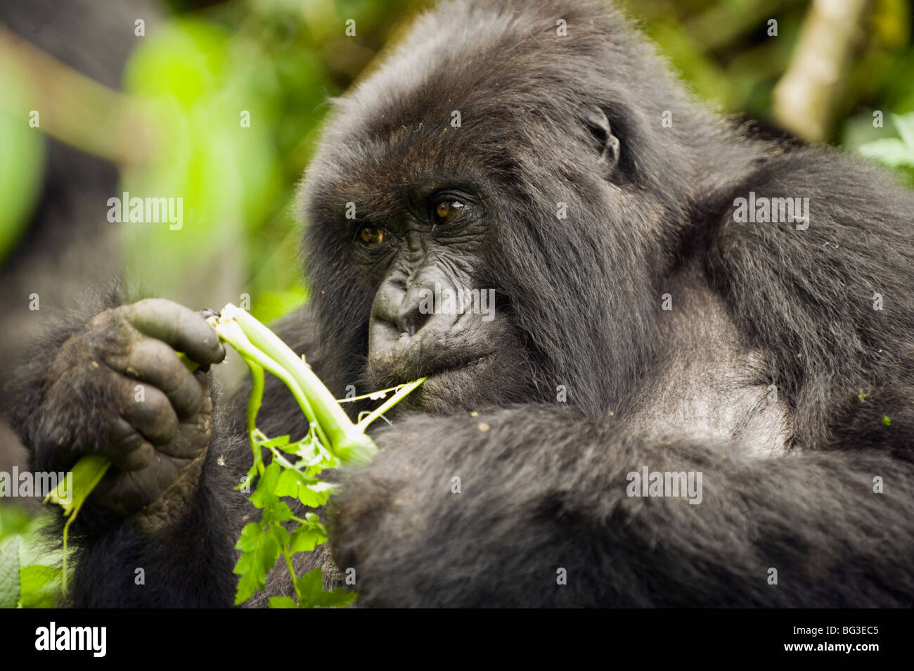 Mountain Gorilla Eating Stock Photo