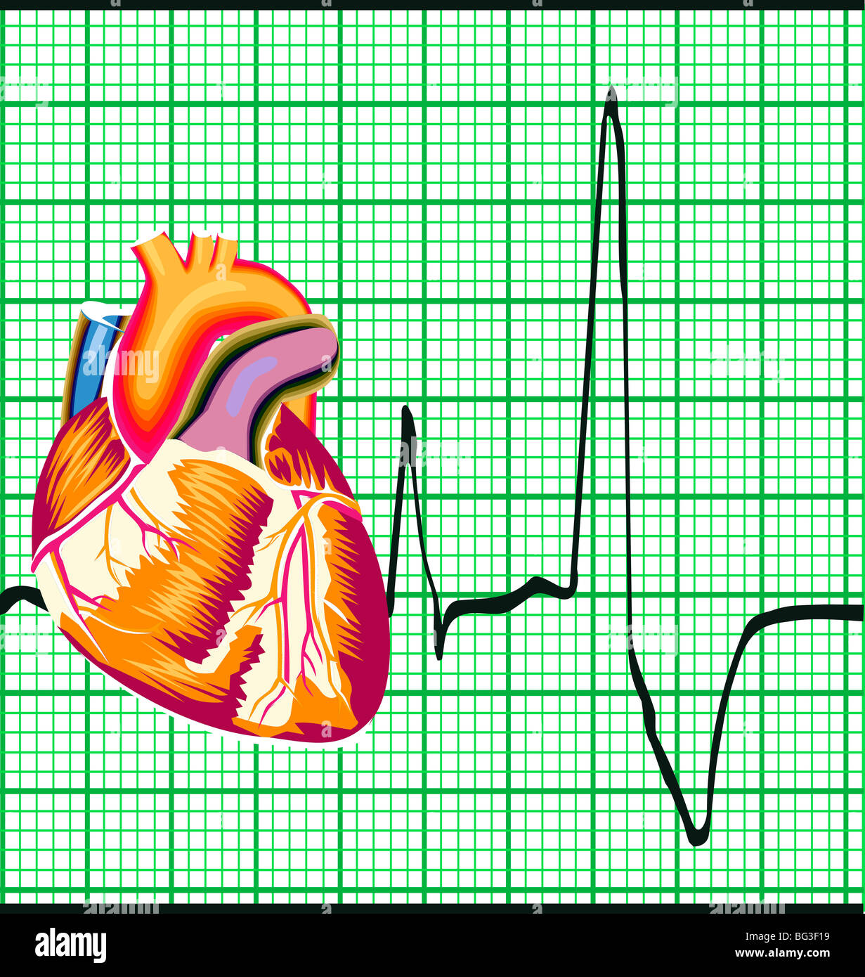 vector illustration of human heart composited on EKG printout Stock ...