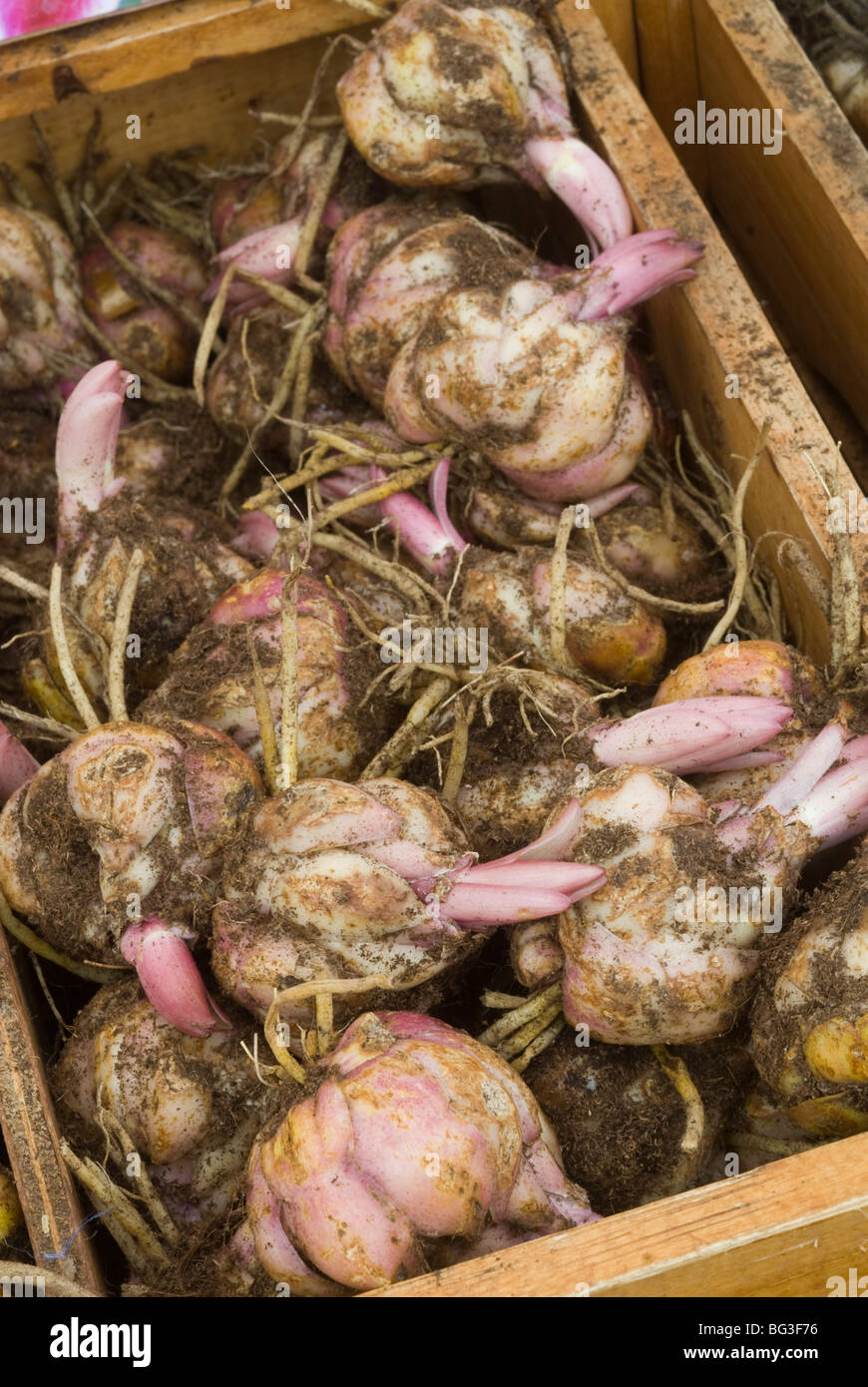 Bulbs of lilies with tuber roots and new growth in box ready to plant Stock Photo