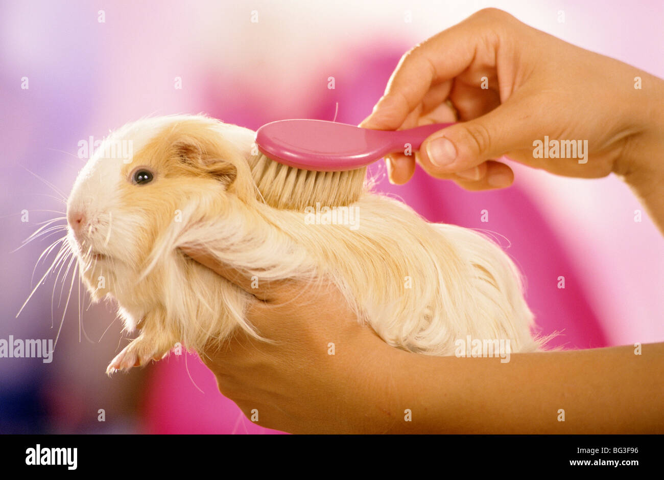 Sheltie guinea pig being brushed Stock Photo