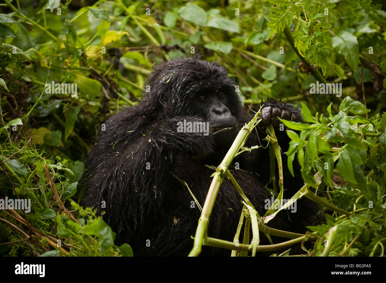 Female Gorilla Eating Stock Photo
