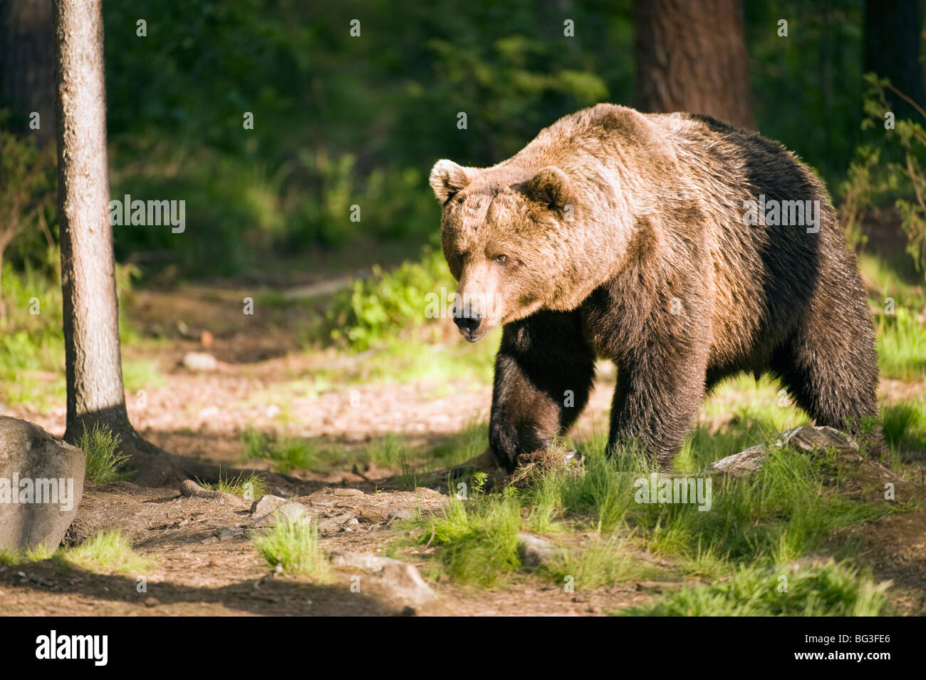 European Brown Bear Stock Photo