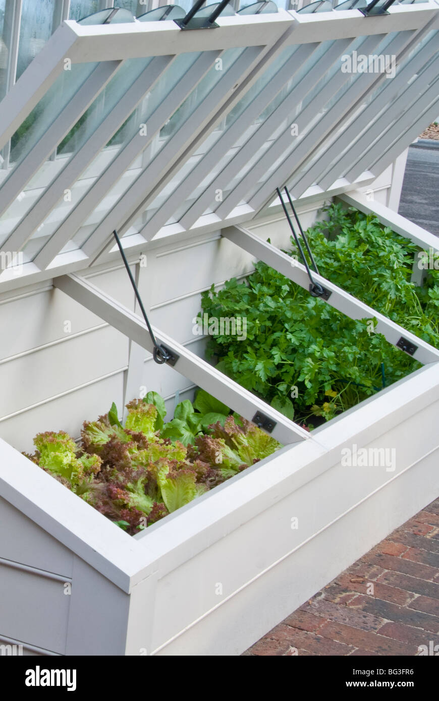 Cold frame of young garden vegetable plants being protected, with glass top open on wooden frame, next to brick patio Stock Photo
