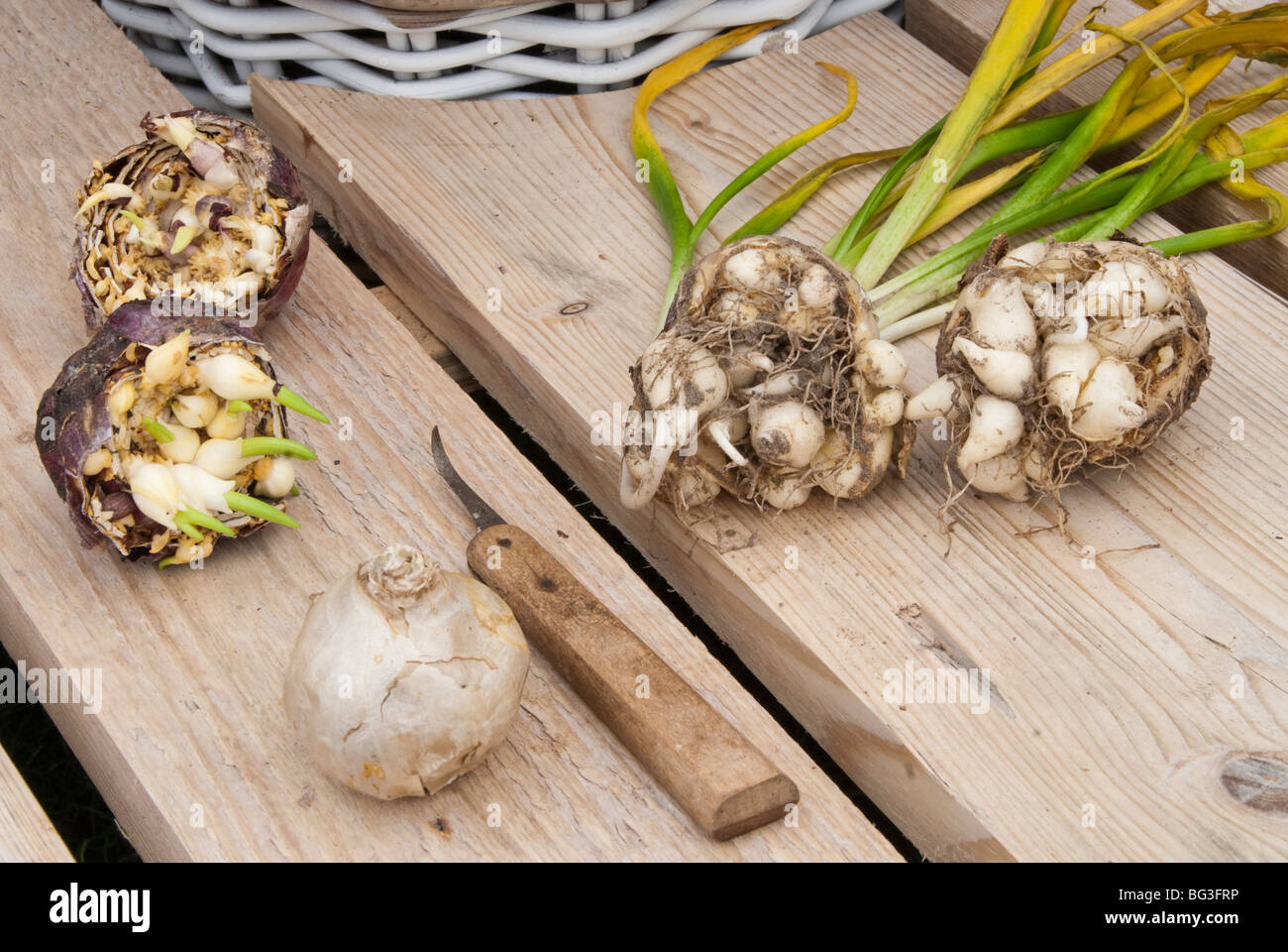 Dividing a hyacinth bulb, with knife and showing interior with new bulbets Stock Photo