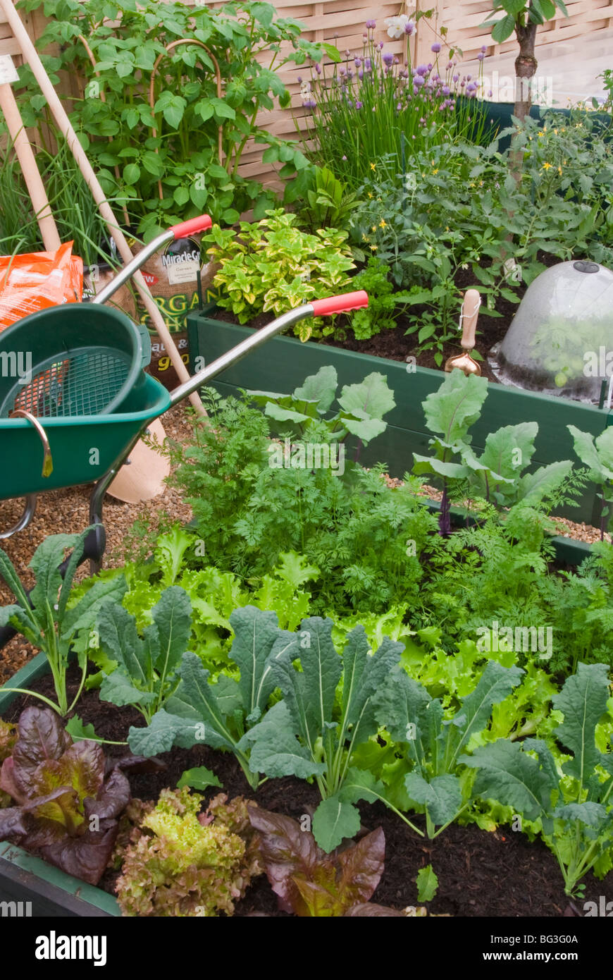 Vegetable Garden, Wheelbarrow, Plants, raised beds, tools, gardening a mixture of food crops in the backyard Stock Photo