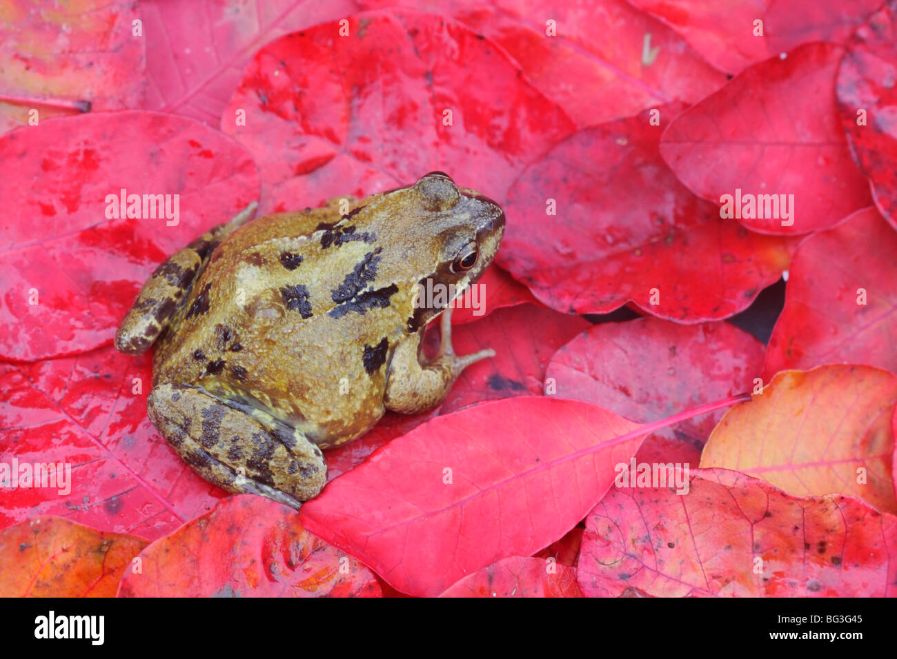 Common frog, Rana temporaria, on red autumn leaves, Warwickshire, November 2009 Stock Photo