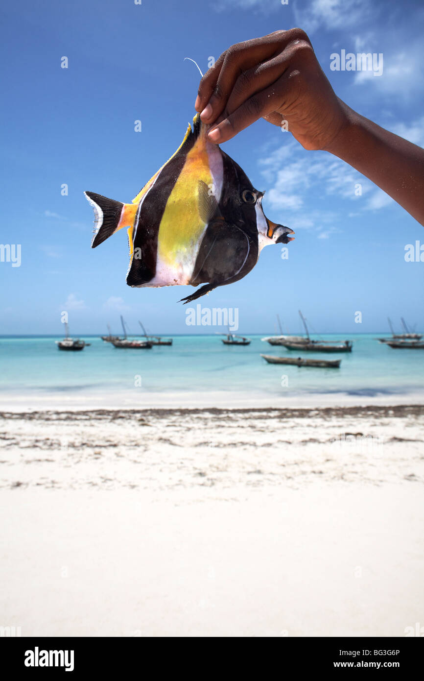 A tropical fish on Nungwi beach, Zanzibar, Tanzania, East Africa ...