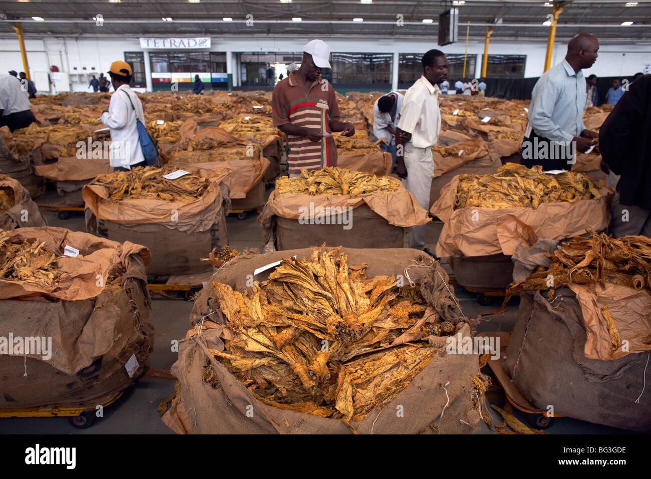 The famous tobacco auction floor in Harare, Zimbabwe, Africa Stock Photo