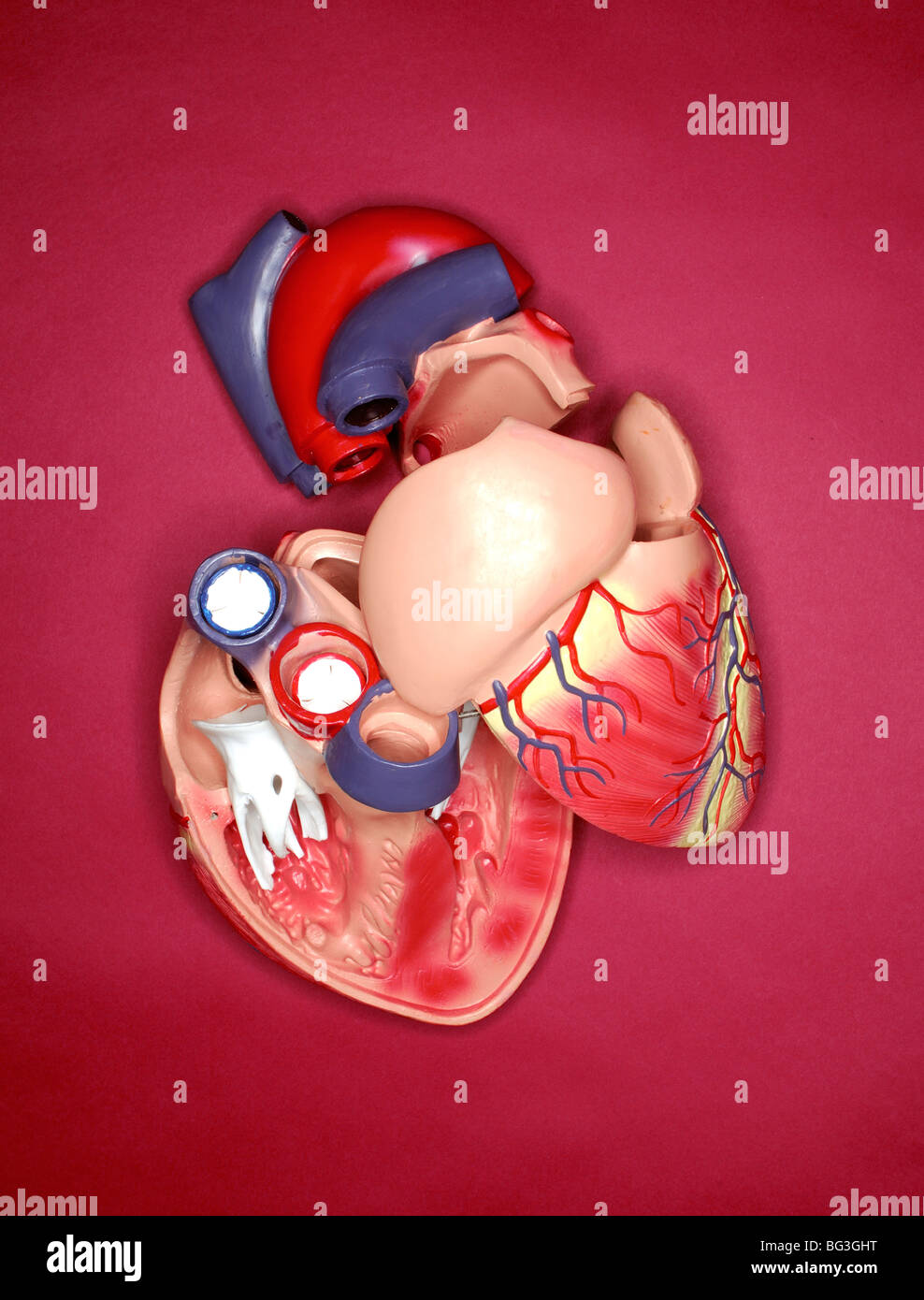 A plastic medical model of the human heart Stock Photo