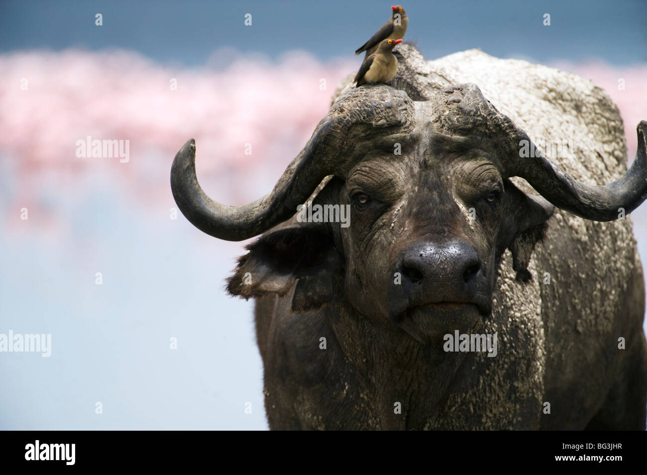 Ox Pecker on Cape Buffalo Stock Photo