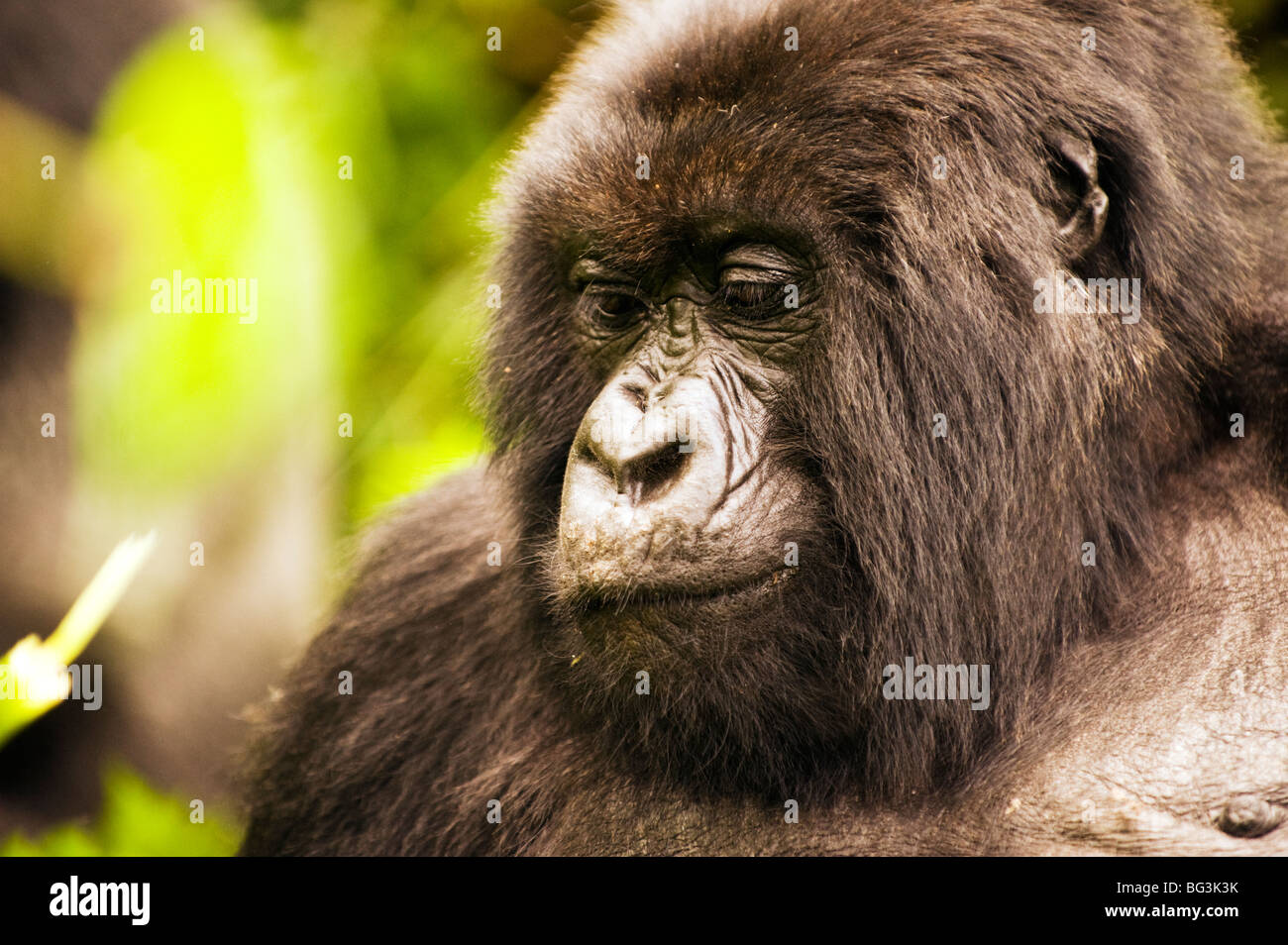 Female Gorilla Portrait Stock Photo