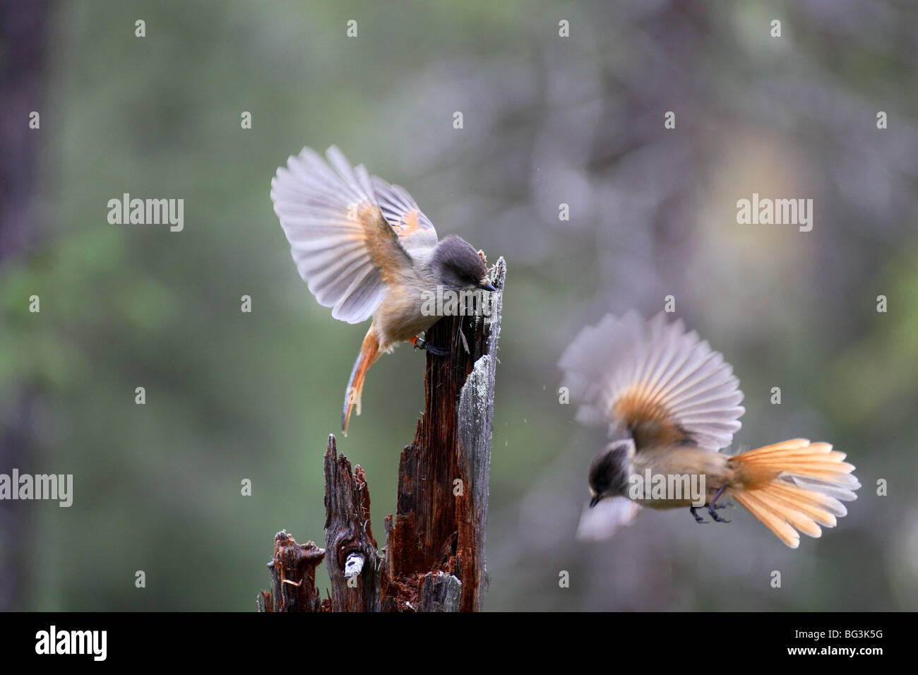 siberian jay in flight in old forest environnement in boreal climate Stock Photo