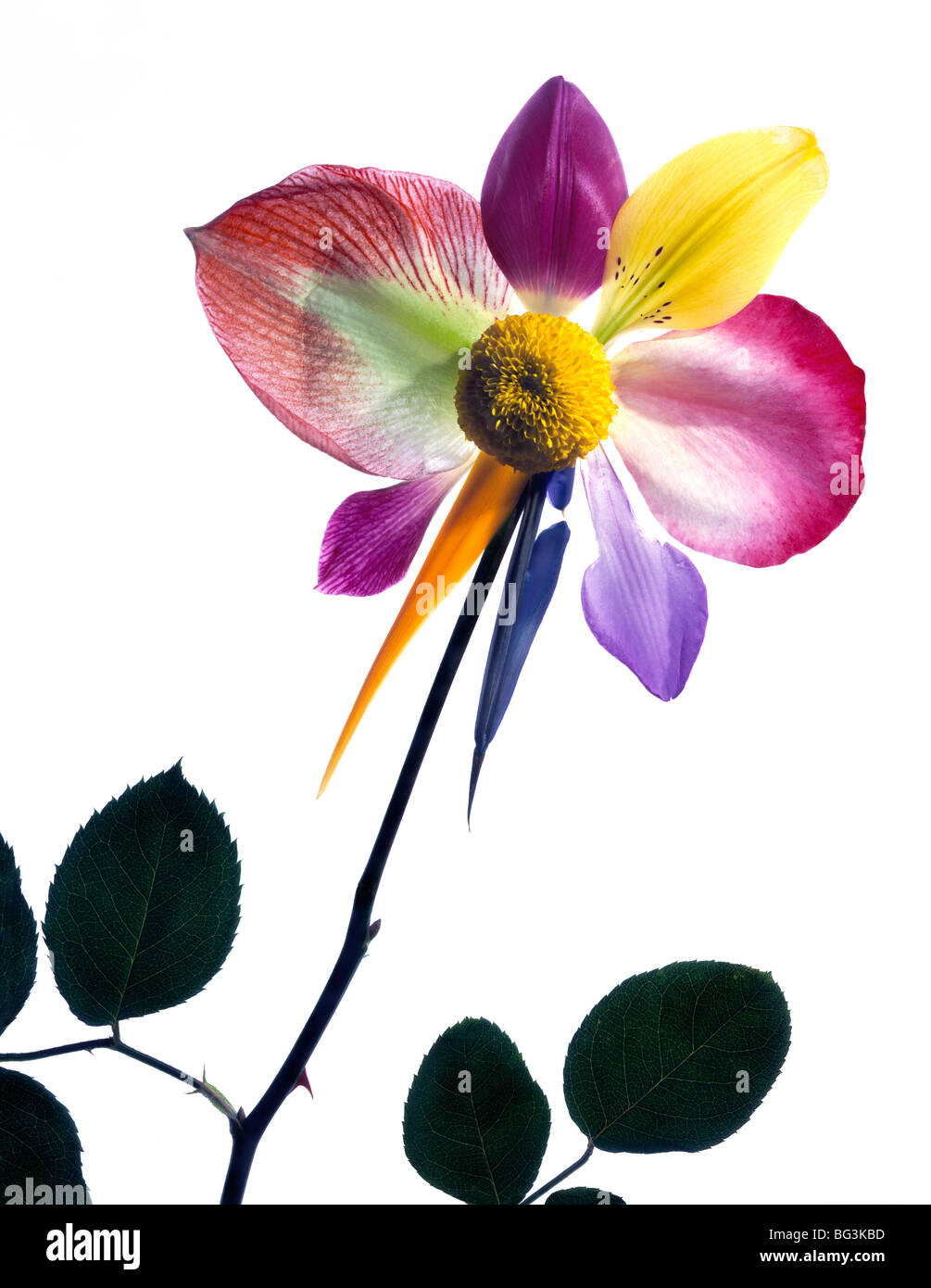 Conceptual flower made of different types of flower petals and rose