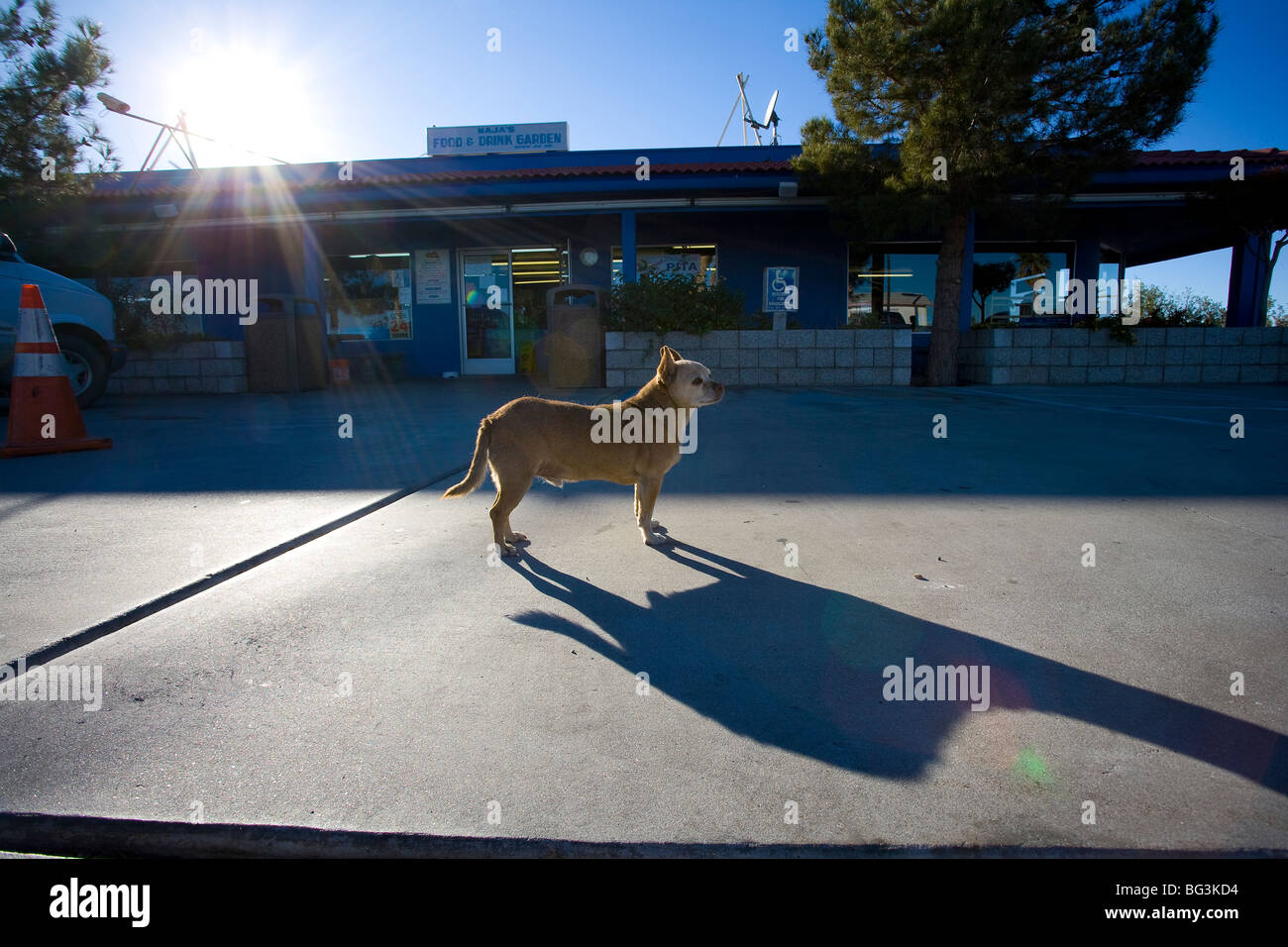 Desert gas station dog Stock Photo Alamy