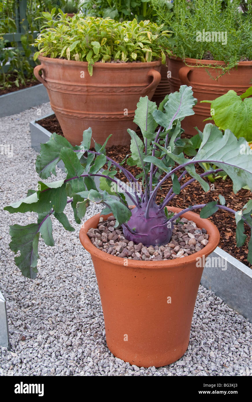 Kohlrabi in pot with leaves, purple Vienna variety in vegetable container  garden Stock Photo - Alamy