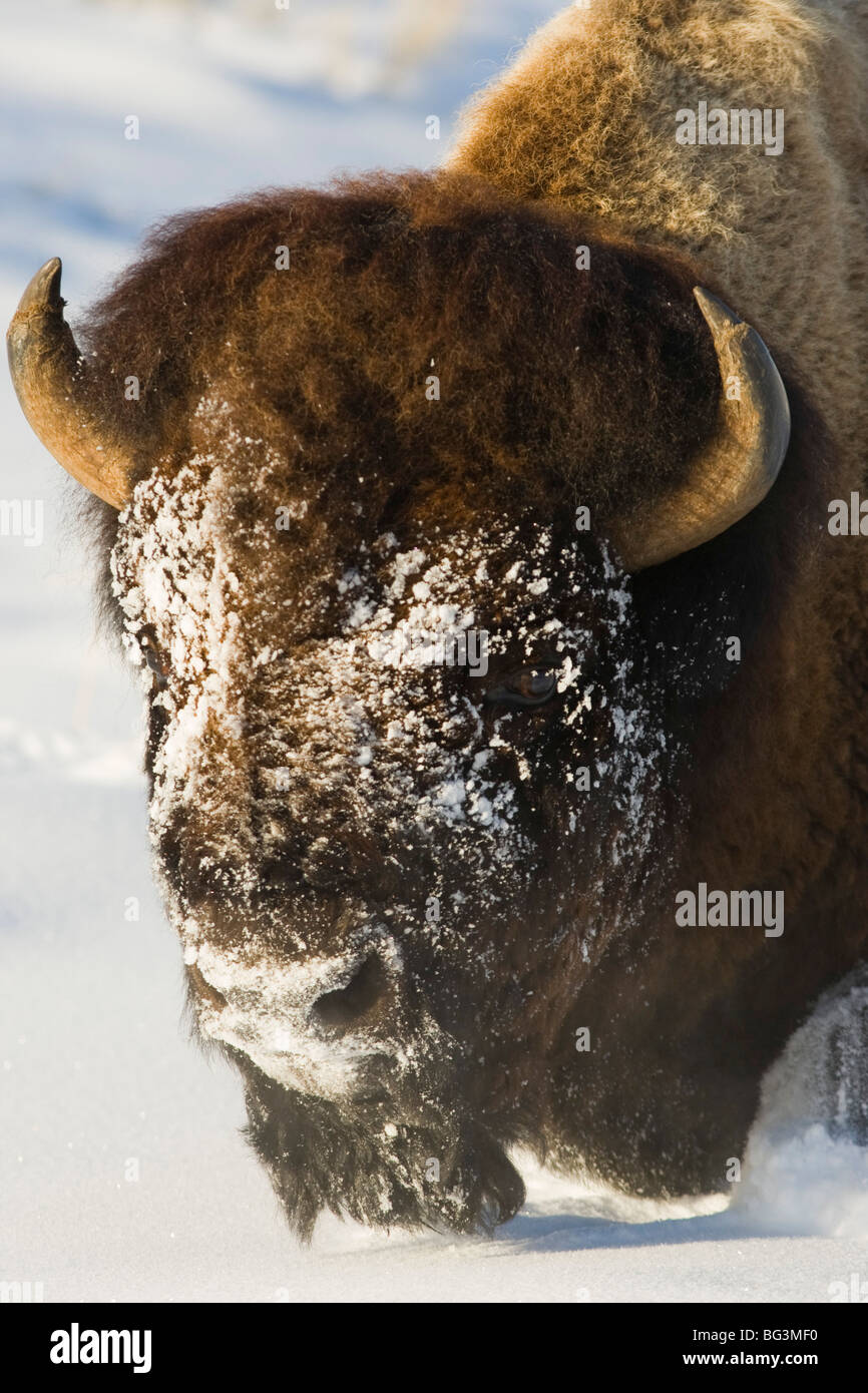 Bison (Bison bison) face covered with snow Stock Photo - Alamy