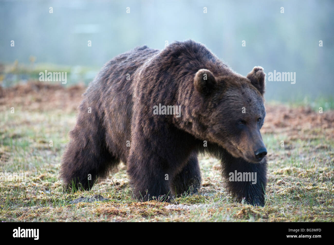 European Brown Bear Portrait Stock Photo