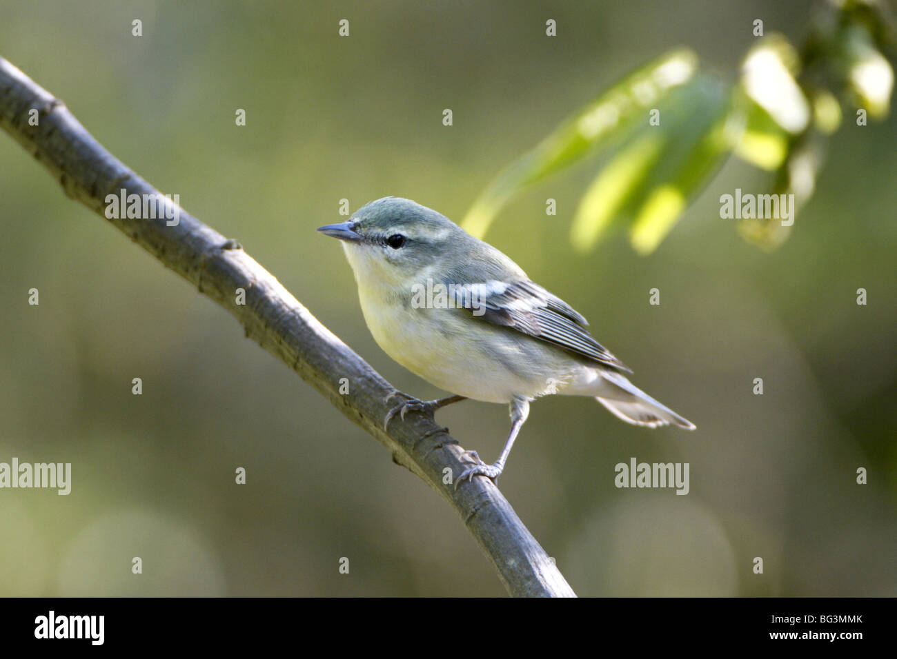 Female Cerulean Warbler Stock Photo Alamy