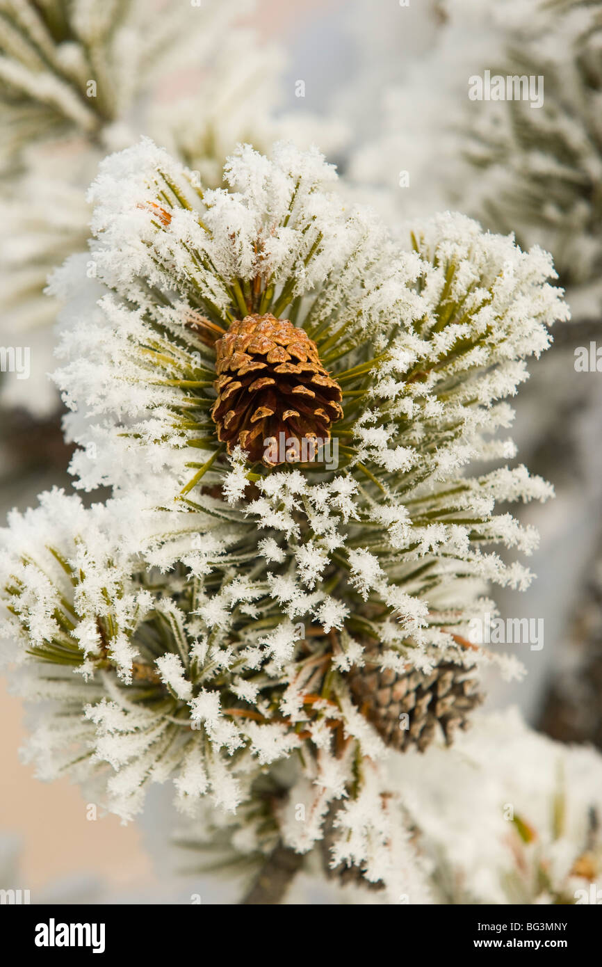 pine cone nestled in pine bows covered in hoar frost Stock Photo