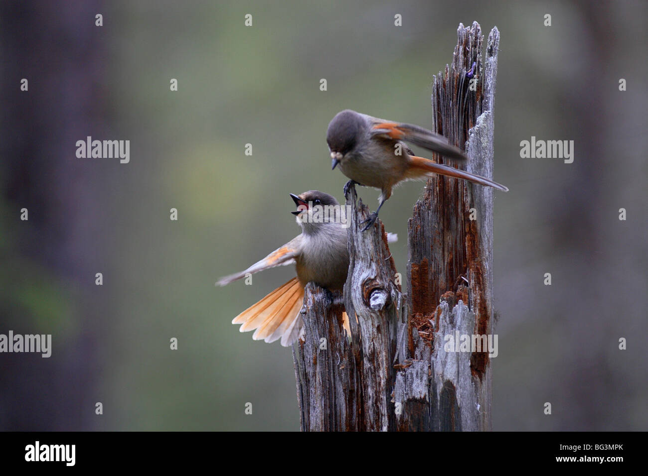 siberian jay sitting in old forest environnement i typical of boreal climate Stock Photo