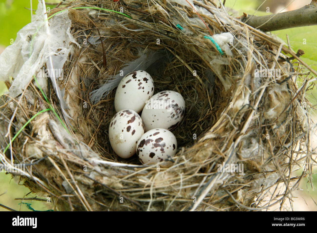 Eastern Kingbird's Nest with Eggs Stock Photo