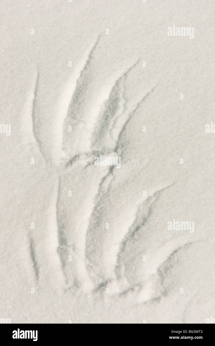 Imprint of the tips of bird wing feathers in the snow Stock Photo