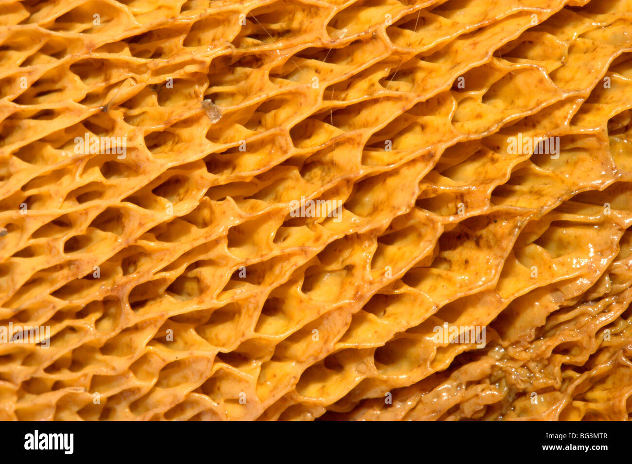 Mushroom pores Stock Photo