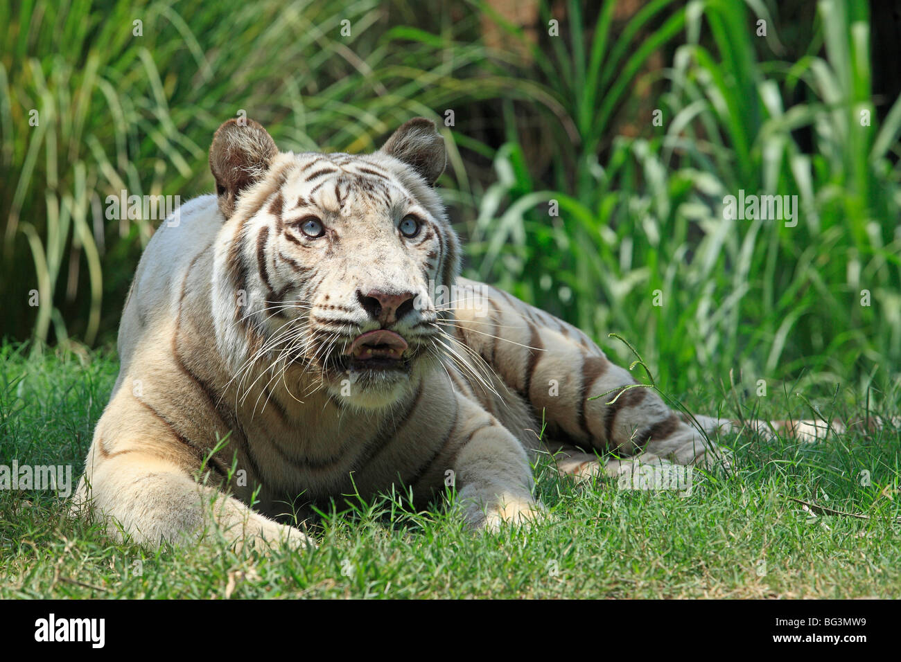 Dangerous white tiger hires stock photography and images Alamy