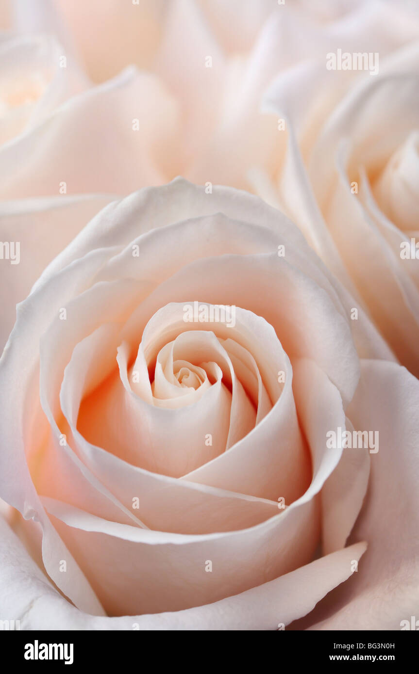 Close up of a bunch of fresh pink white hybrid tea roses Stock Photo