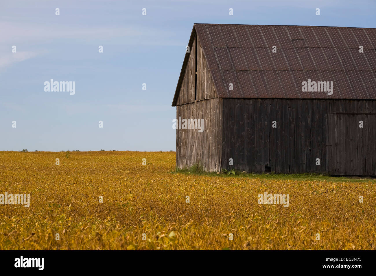 Barn in soya bean field Stock Photo Alamy