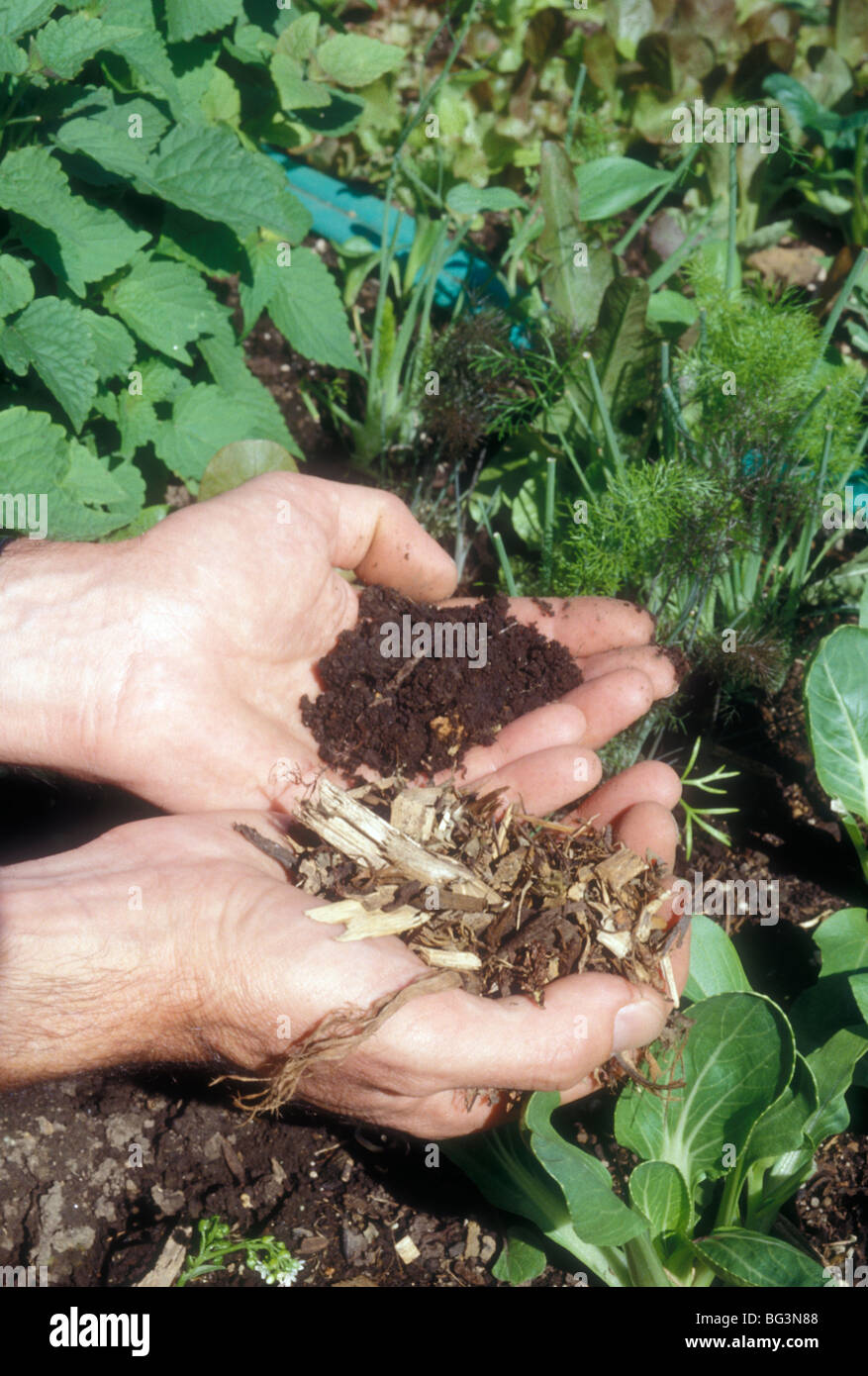 Hands holding garden dirt compost comparison before & after side by side display organic gardening step by step natural green Stock Photo