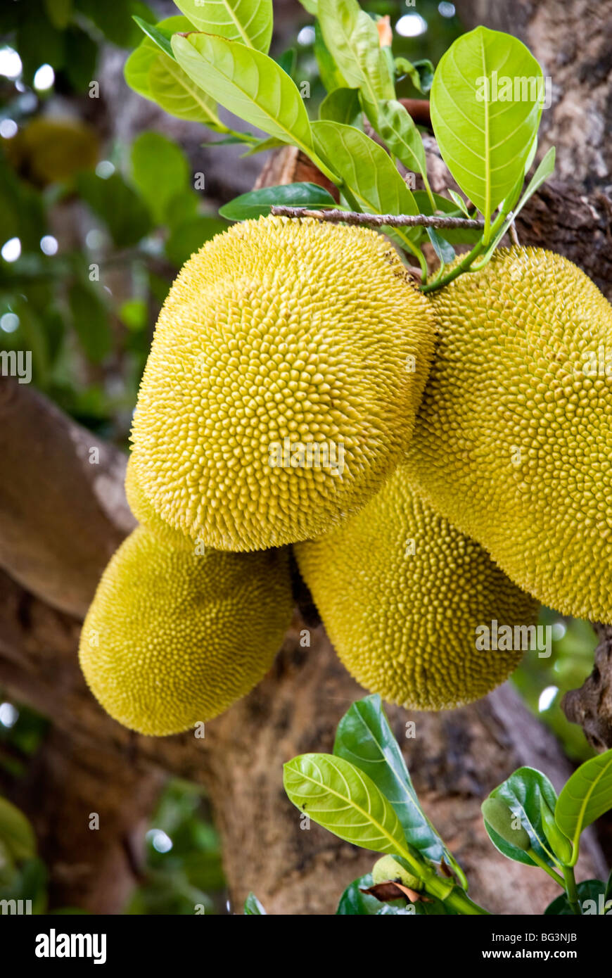 Jackfruit on tree, Ayuthaya, Thailand, Southeast Asia, Asia Stock Photo