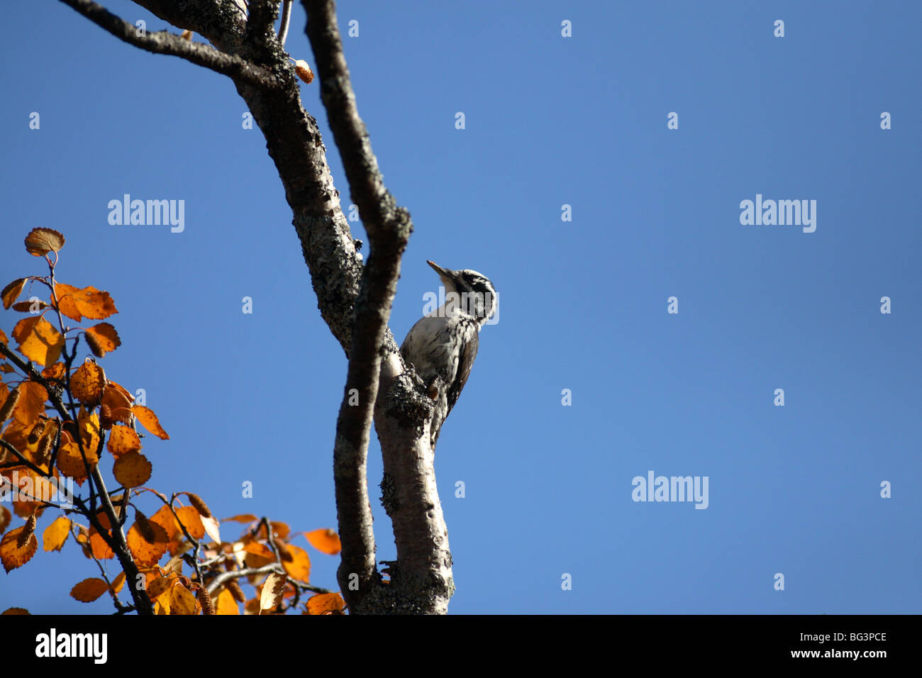 Three-toed woodpecker sitting on a branch in Scandinavian forest environnement Stock Photo