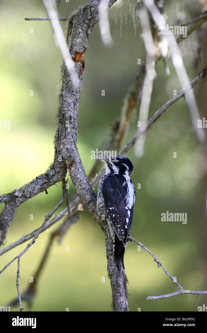 Three-toed woodpecker sitting on a branch in Scandinavian forest environnement Stock Photo