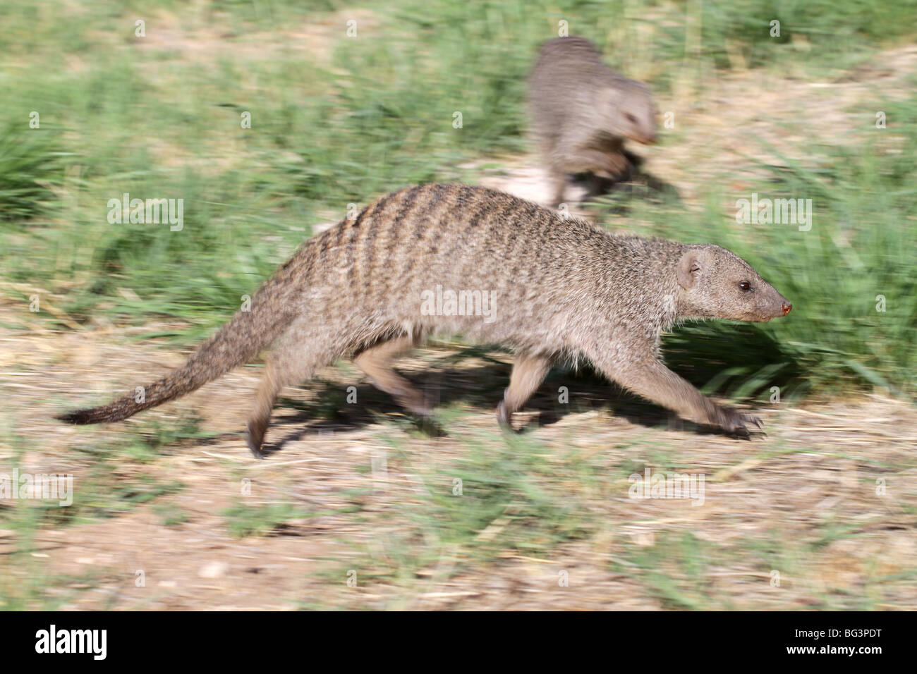 Banded mongoose, mungos mungo Stock Photo
