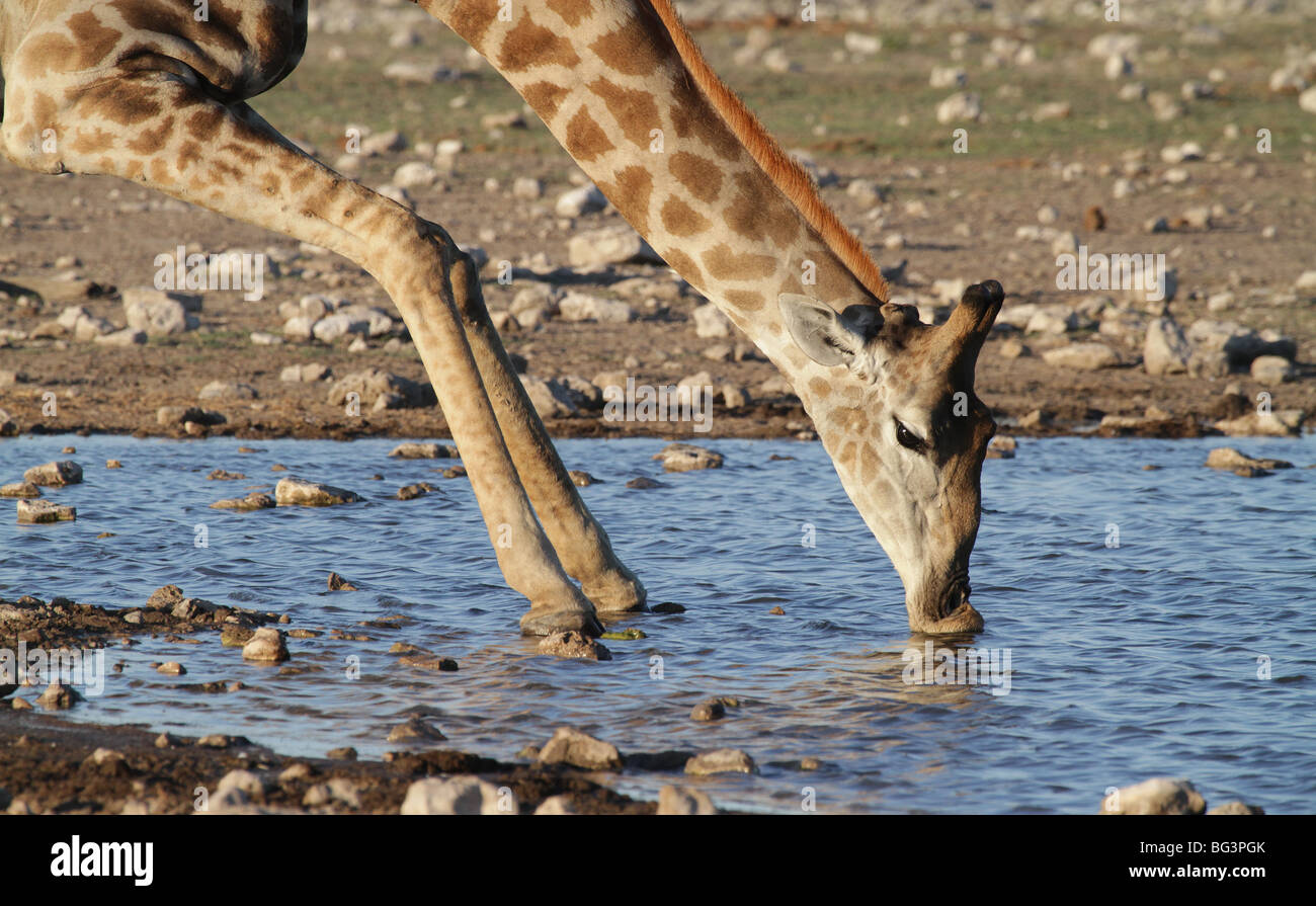 Giraffe drinking at waterhole Stock Photo