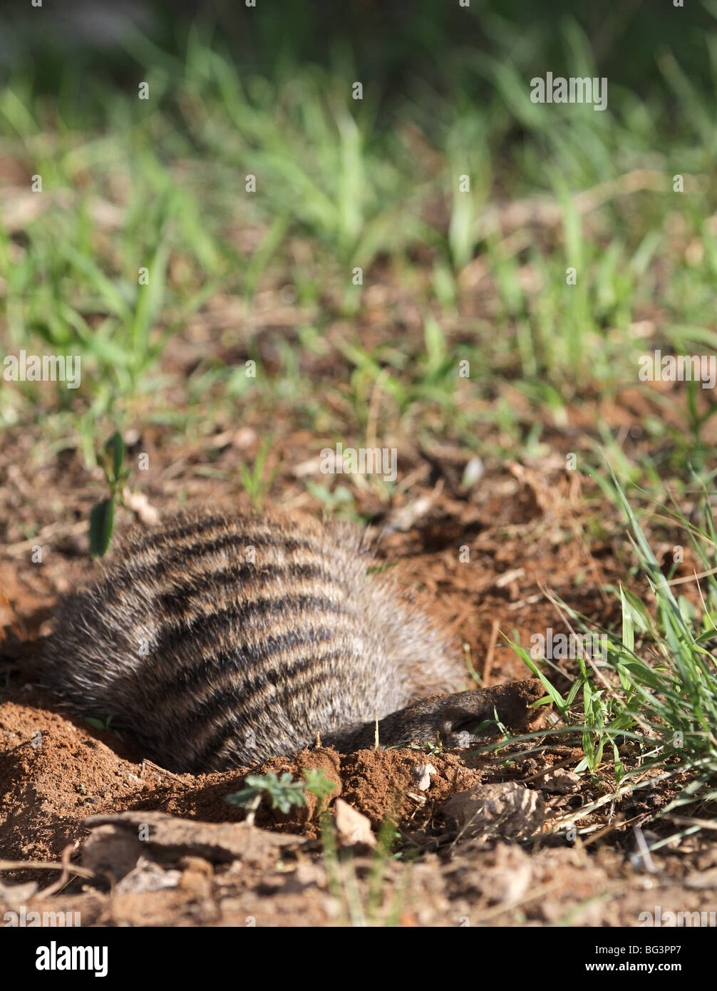 Banded mongoose, mungos mungo Stock Photo