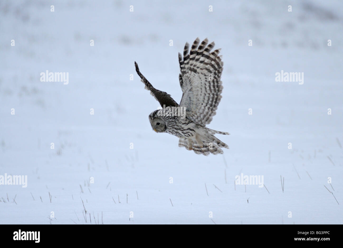 hunting owl in flight in snowy forest environnement Stock Photo - Alamy