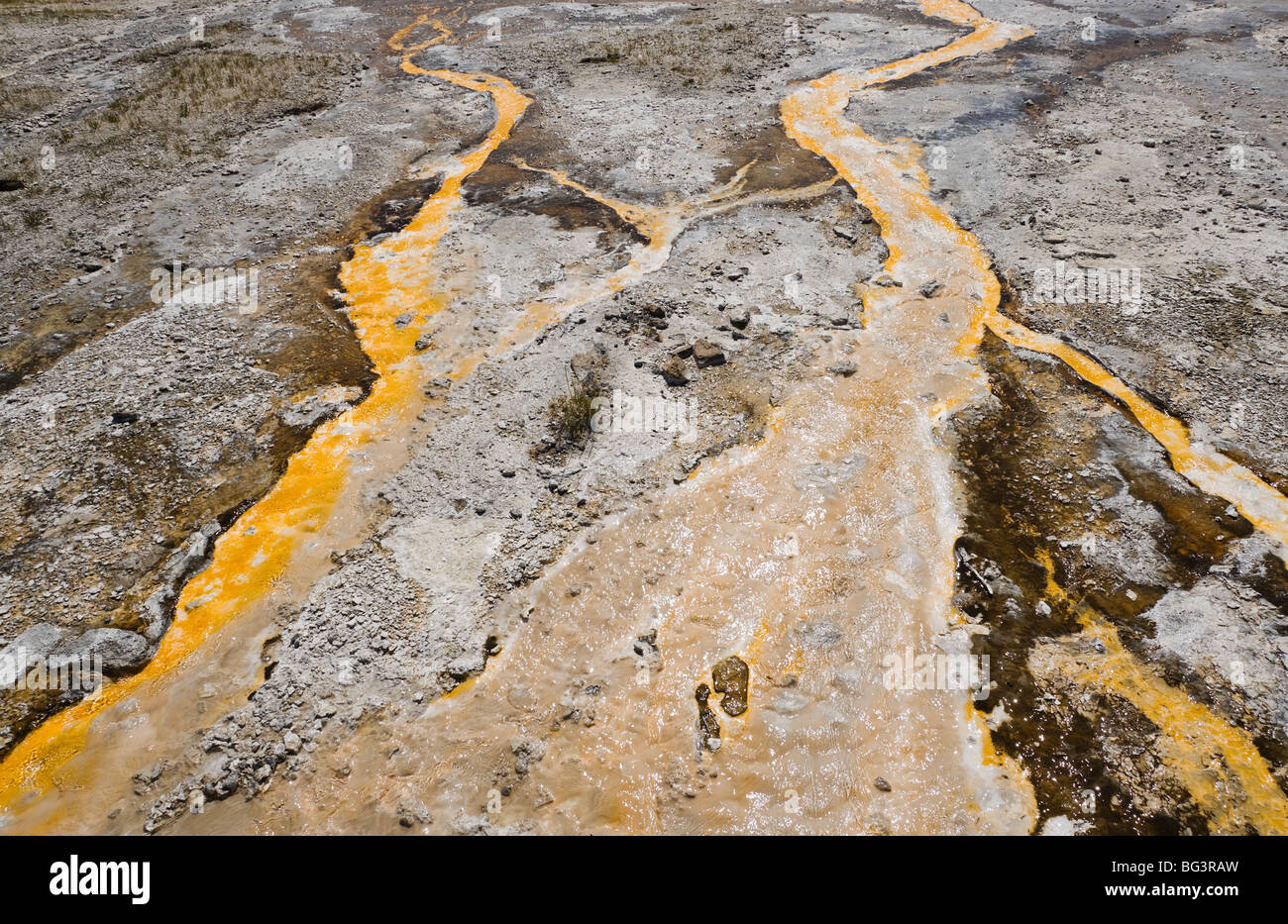 Pigmented Bacteria in the runoff water from a hot spring in Yellowstone