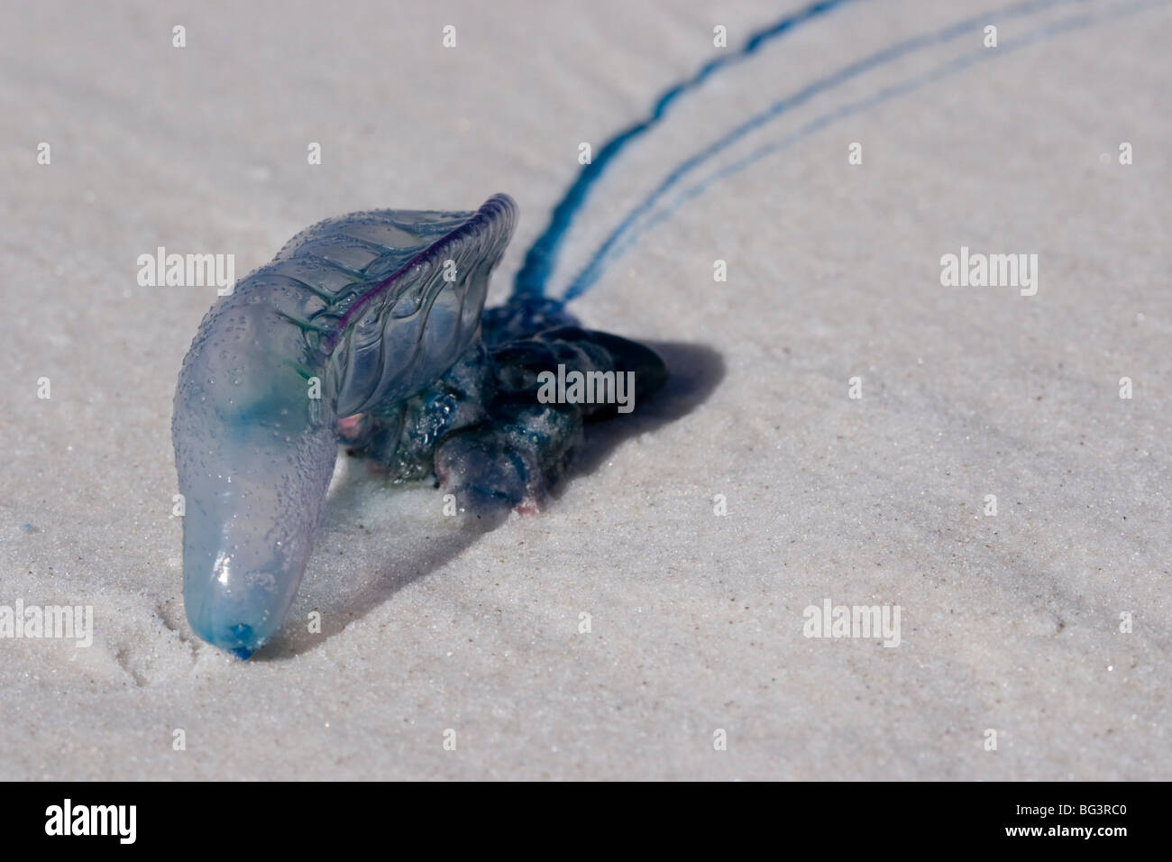 Blue jellyfish on beach Stock Photo