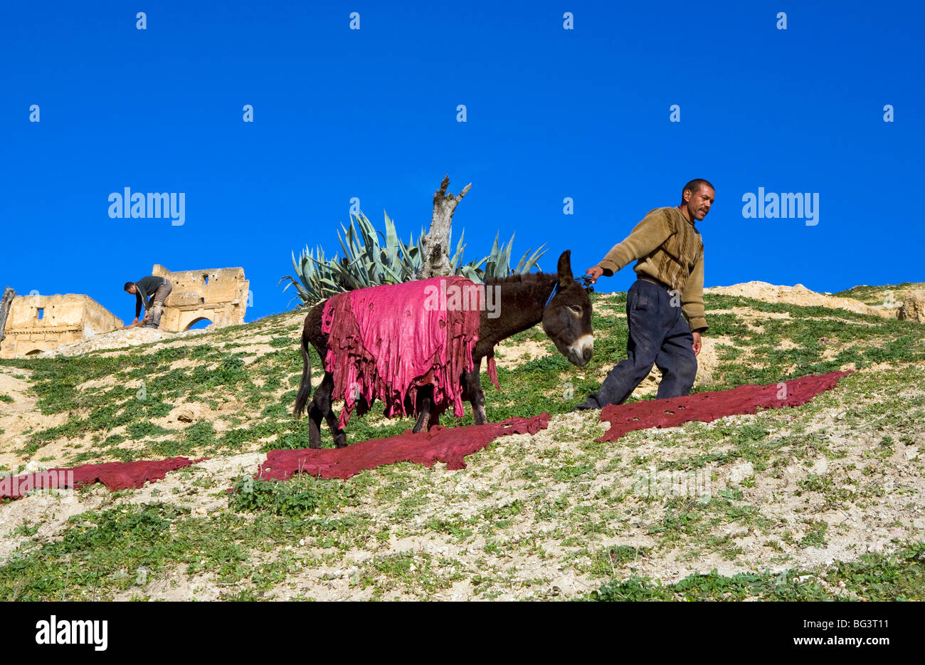 Stubborn hi-res stock photography and images - Alamy