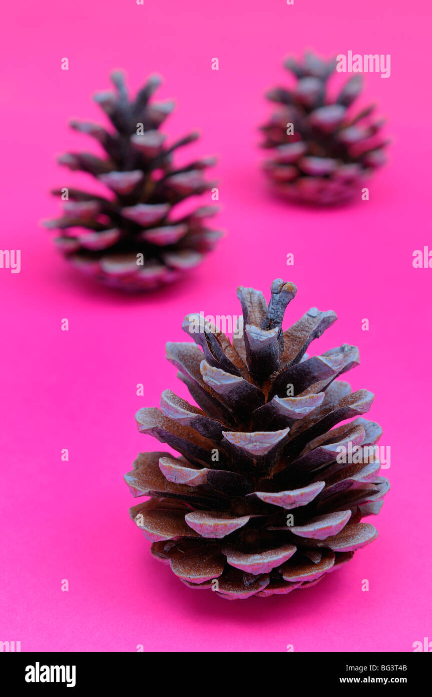 Pine cones looking like Christmas trees on bright pink background Stock Photo