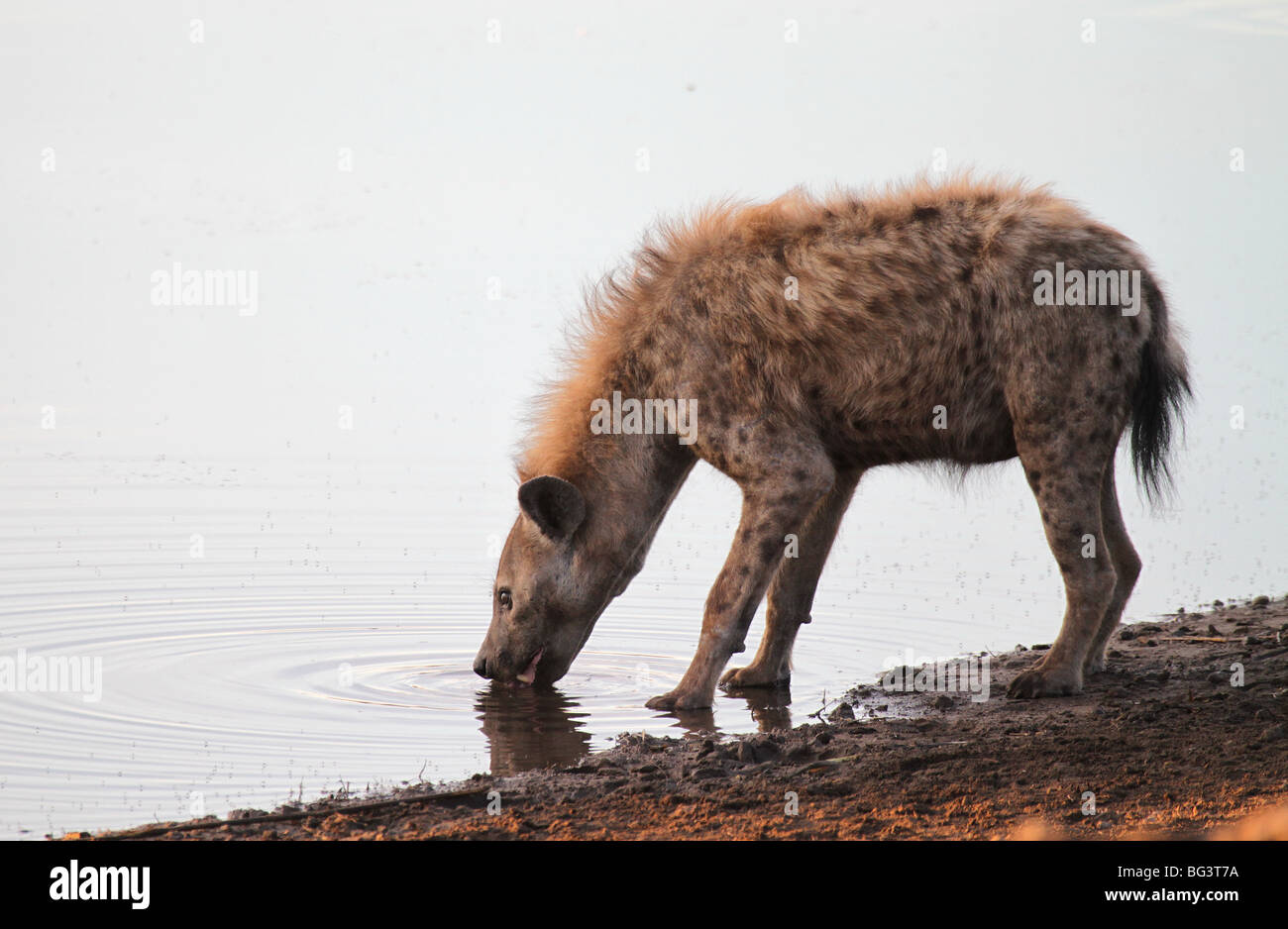 Spotted hyaena, single adult drinking Stock Photo