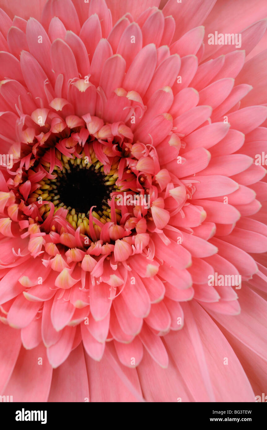 Close up of a Gerbera Daisy with black disk florets yellow stamen and pink trans and ray florets Stock Photo
