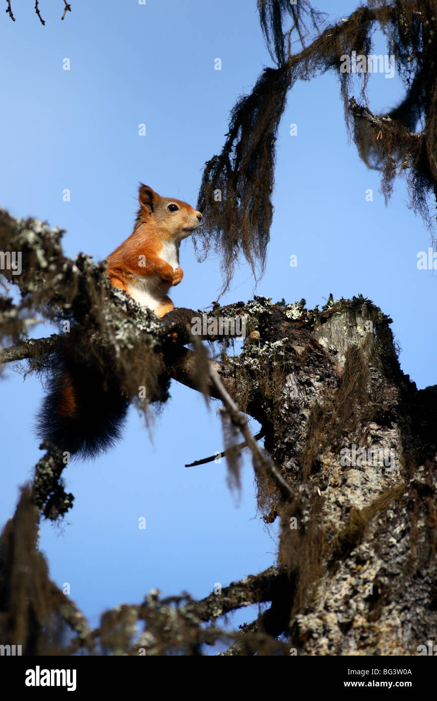 Flying squirrel animal hires stock photography and images Alamy